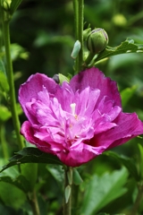 木槿（ムクゲ）の仲間