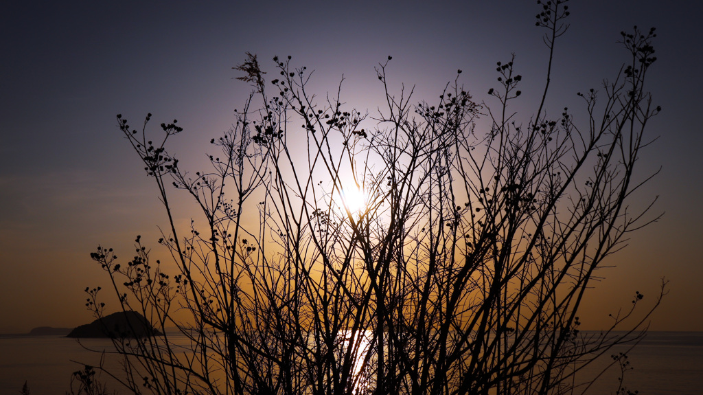 雑草のシルエット