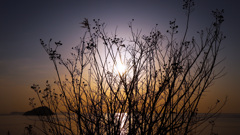 雑草のシルエット