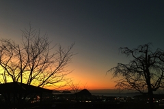 木立のシルエット