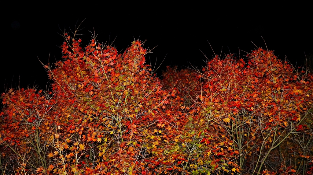 夜紅葉.2
