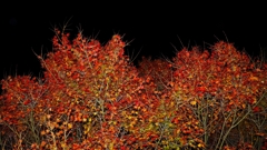 夜紅葉.2