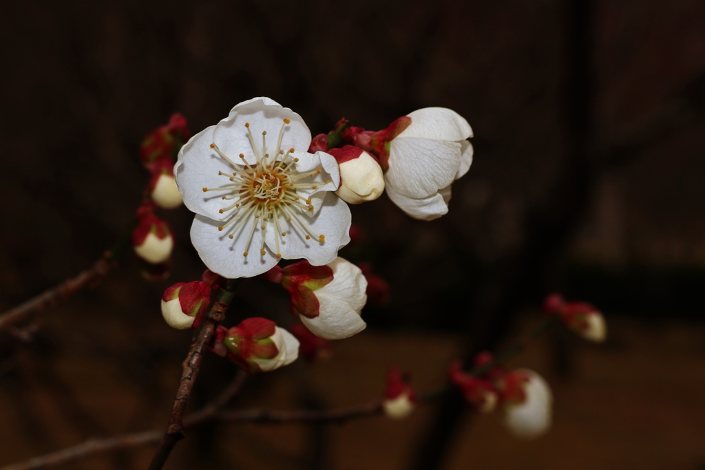 白梅は「和」を感じます