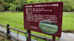 今日はカキツバタ群生沼に行ってきました
