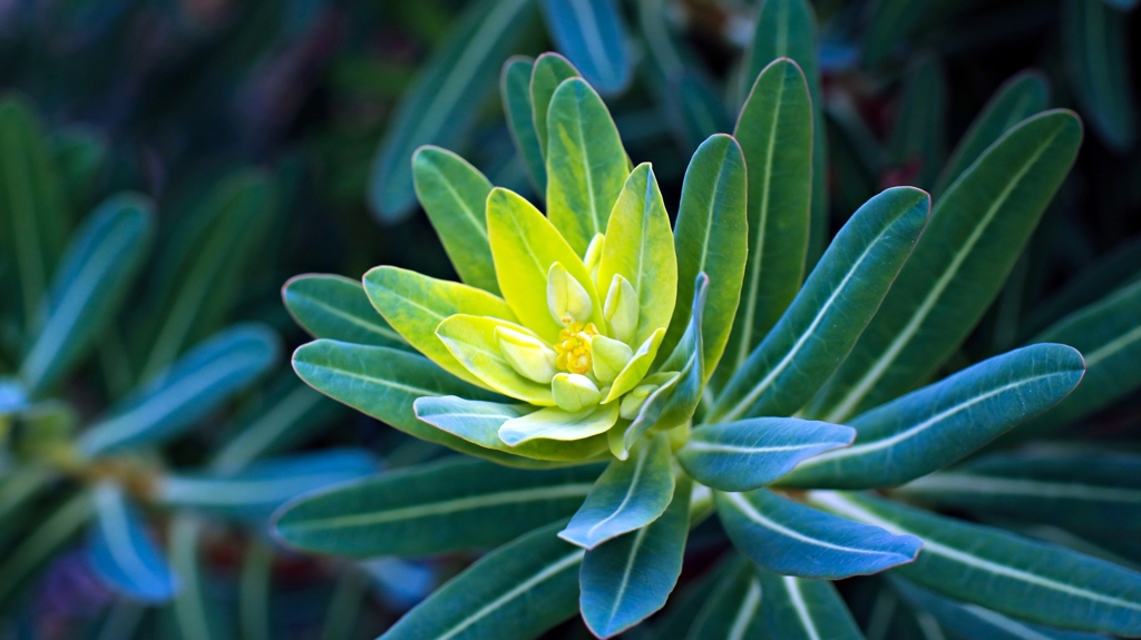 トウダイグサの新芽