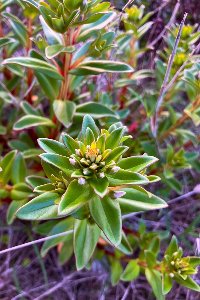 ハマボッス（浜払子）
