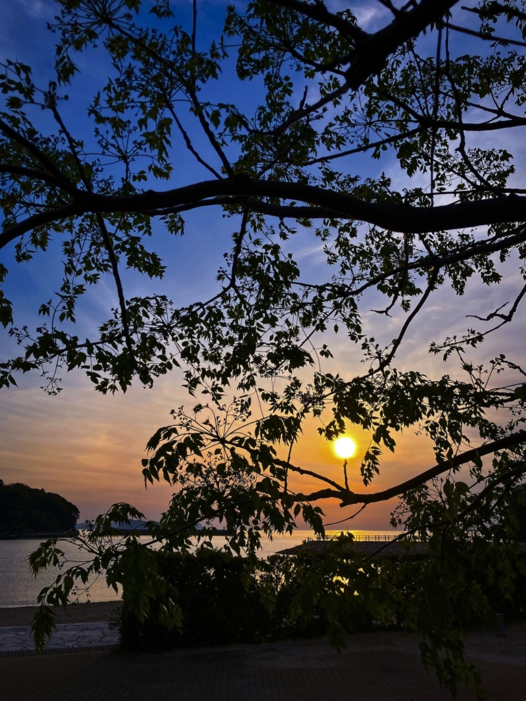 栴檀のシルエット