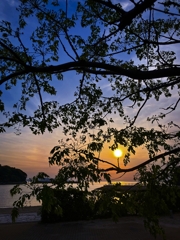 栴檀のシルエット