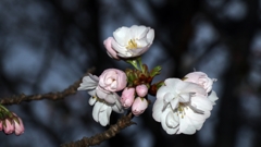 夜桜.2