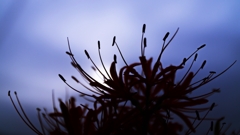 Cloudy morning