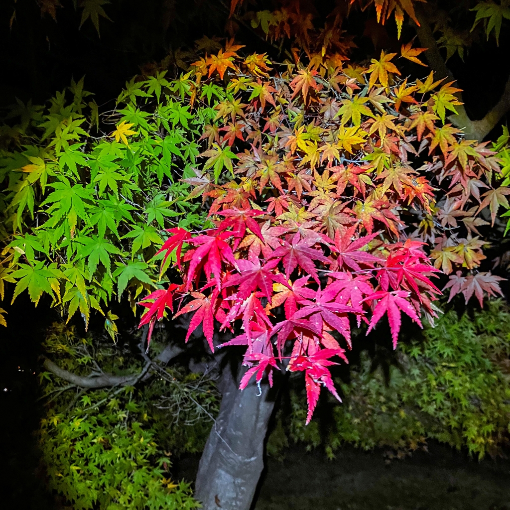 夜紅葉.1
