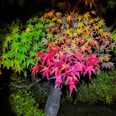 夜紅葉.1