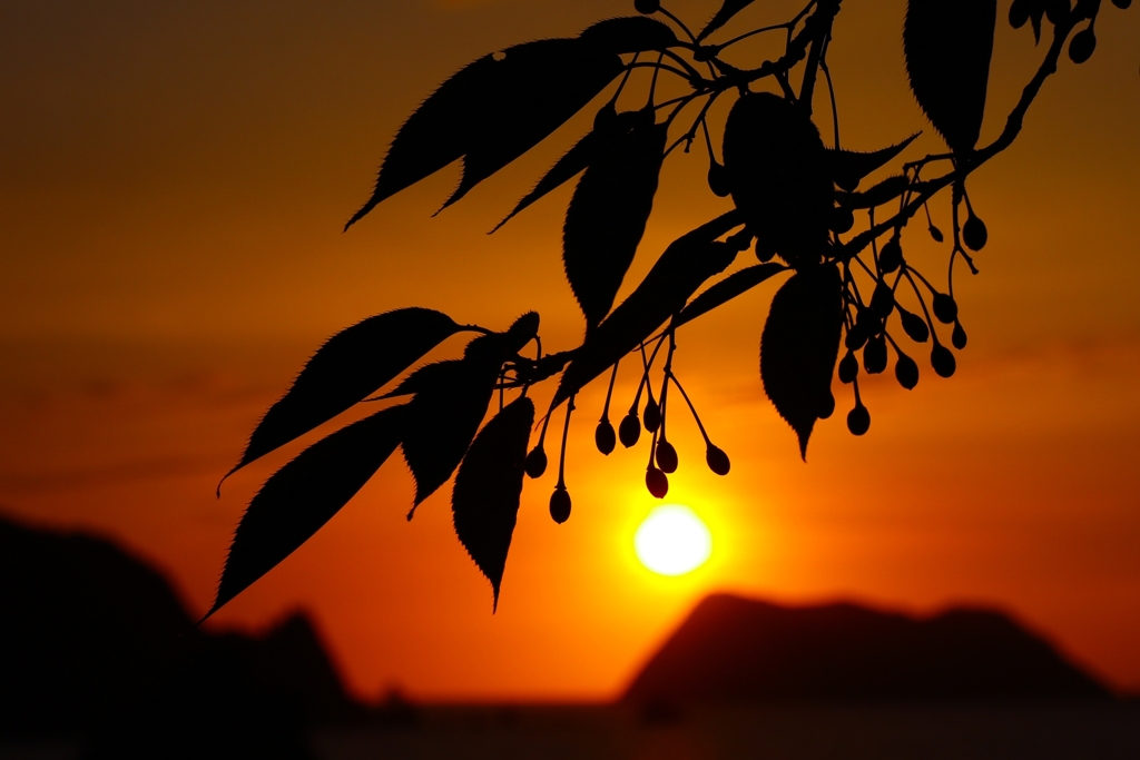 サクランボのシルエット.1