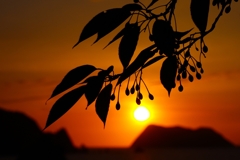 サクランボのシルエット.1