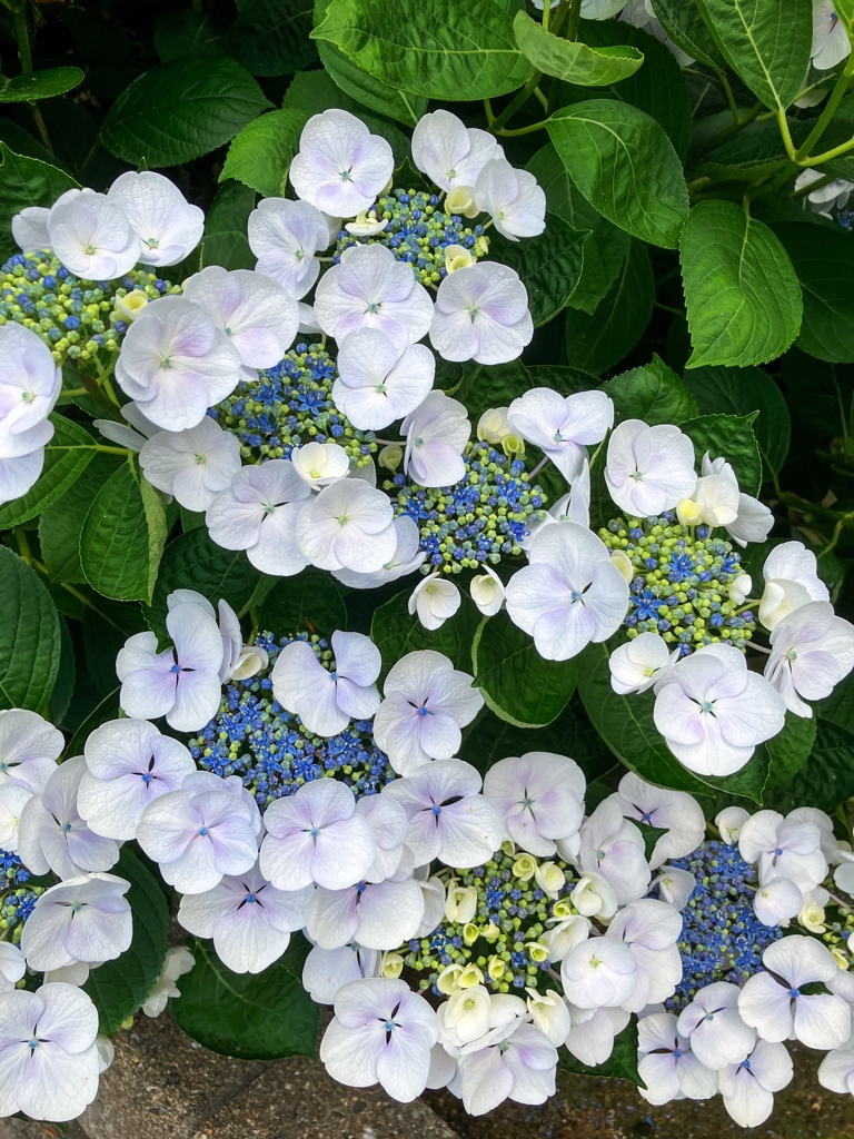 最盛期の紫陽花.3