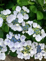 最盛期の紫陽花.3