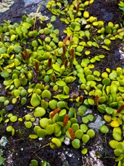 マメヅタと胞子葉