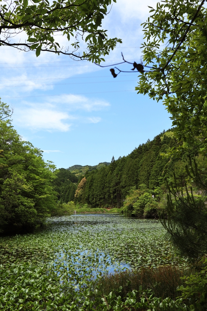 コオホネが群生している沼