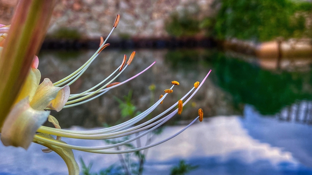 雄しべと雌しべ