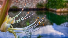 雄しべと雌しべ