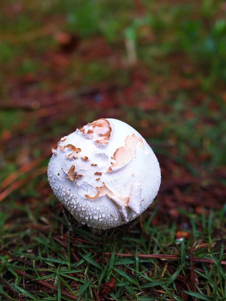 玄関先にひょっこり生えたヤツ