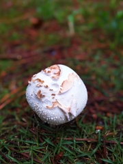 玄関先にひょっこり生えたヤツ