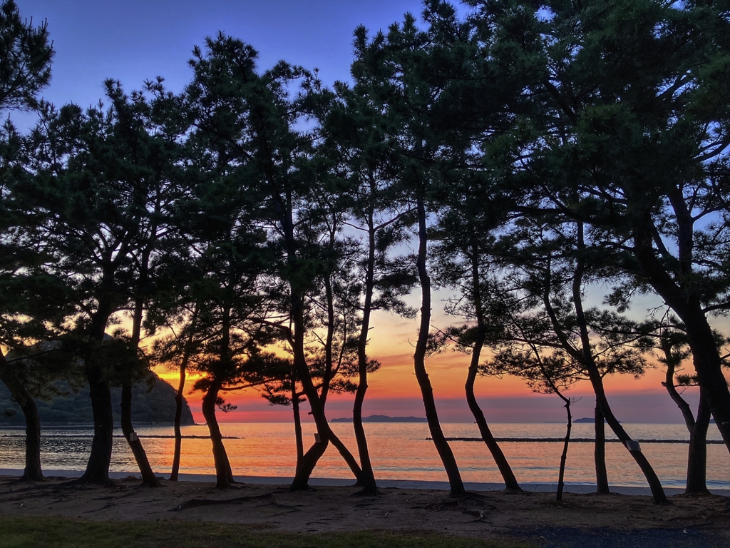 松林越しの日本海