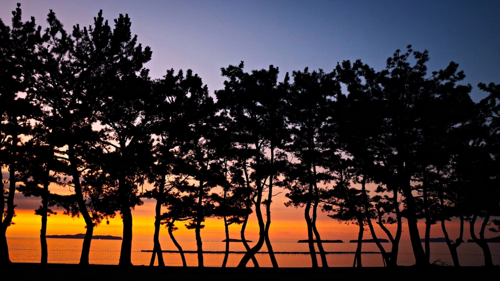 松林越しの夕景