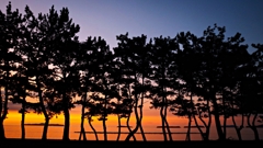 松林越しの夕景