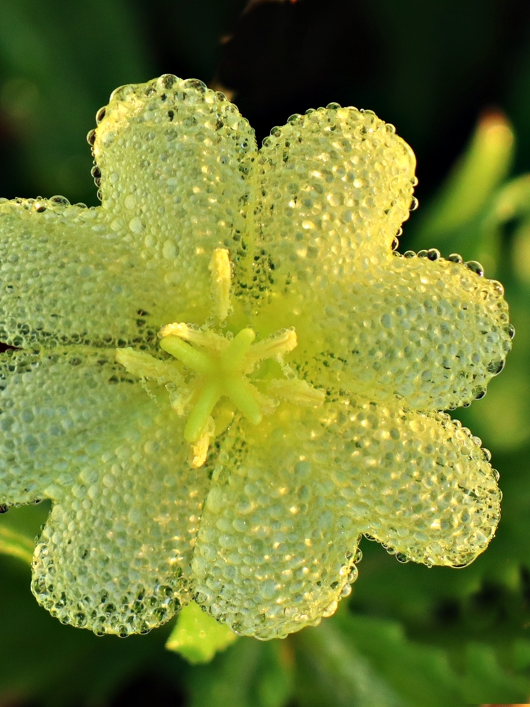 たっぷりの朝露