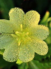 たっぷりの朝露