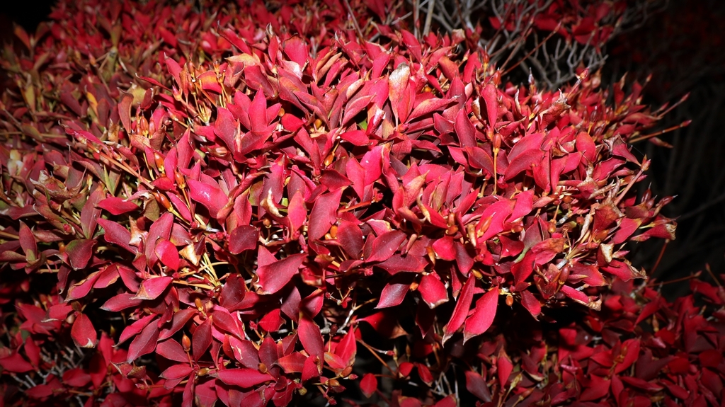 ポインセチアだけじゃない！