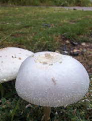 庭に落ちていた肉まん