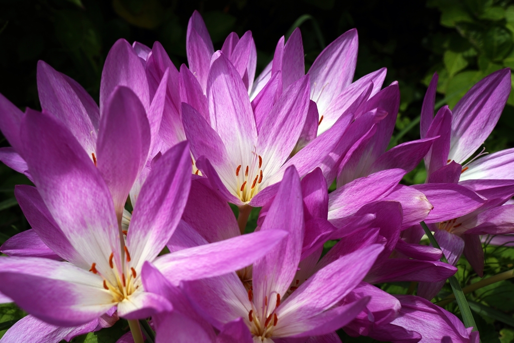 イヌサフラン別Ver.