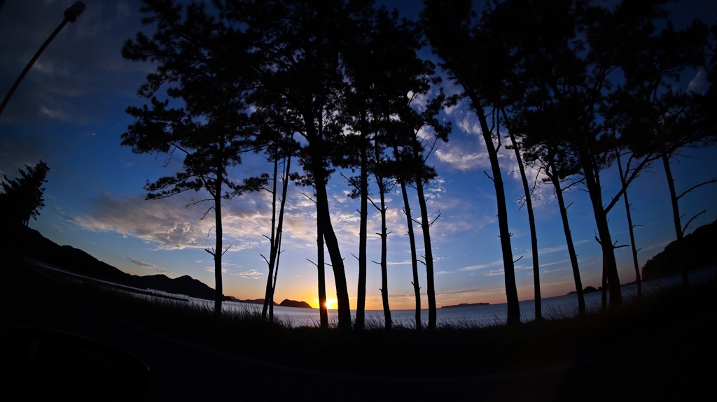 松林越しの夕景