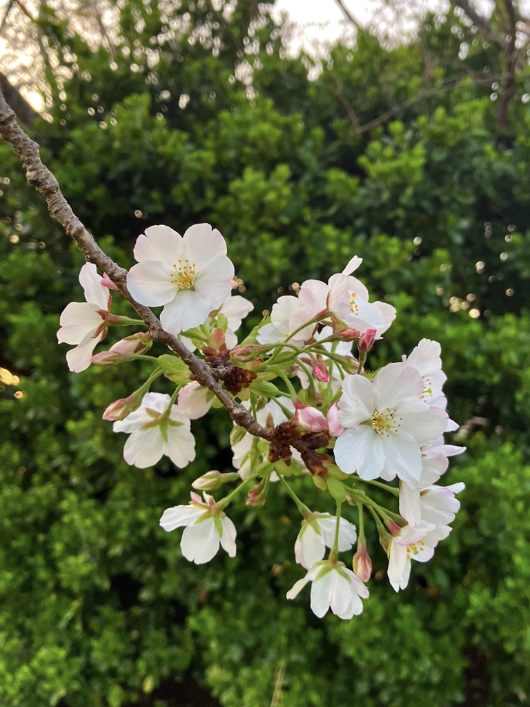 ソメイヨシノかな。