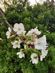 ソメイヨシノかな。