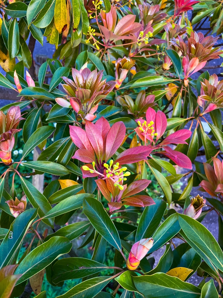 タブ（椨）の木