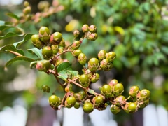 サルスベリの実