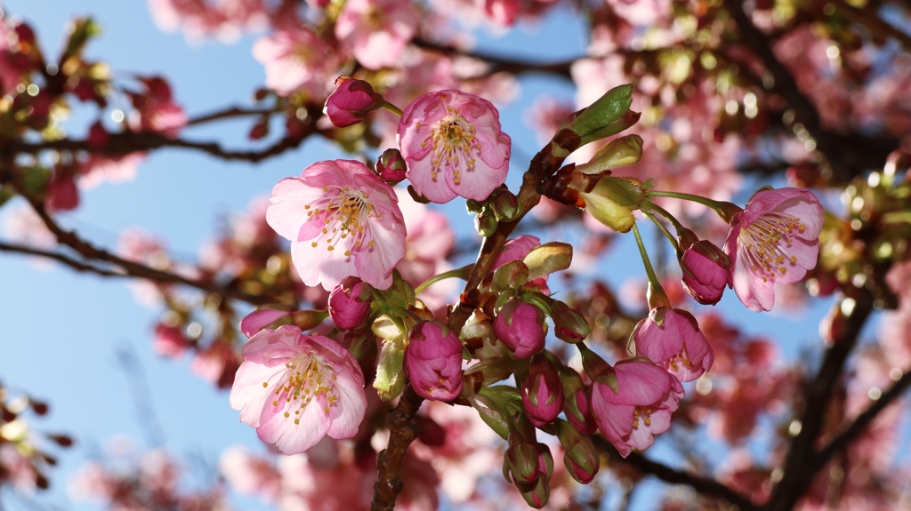 休日の河津桜.2