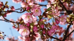 休日の河津桜.2