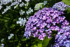 オカメアジサイver.2