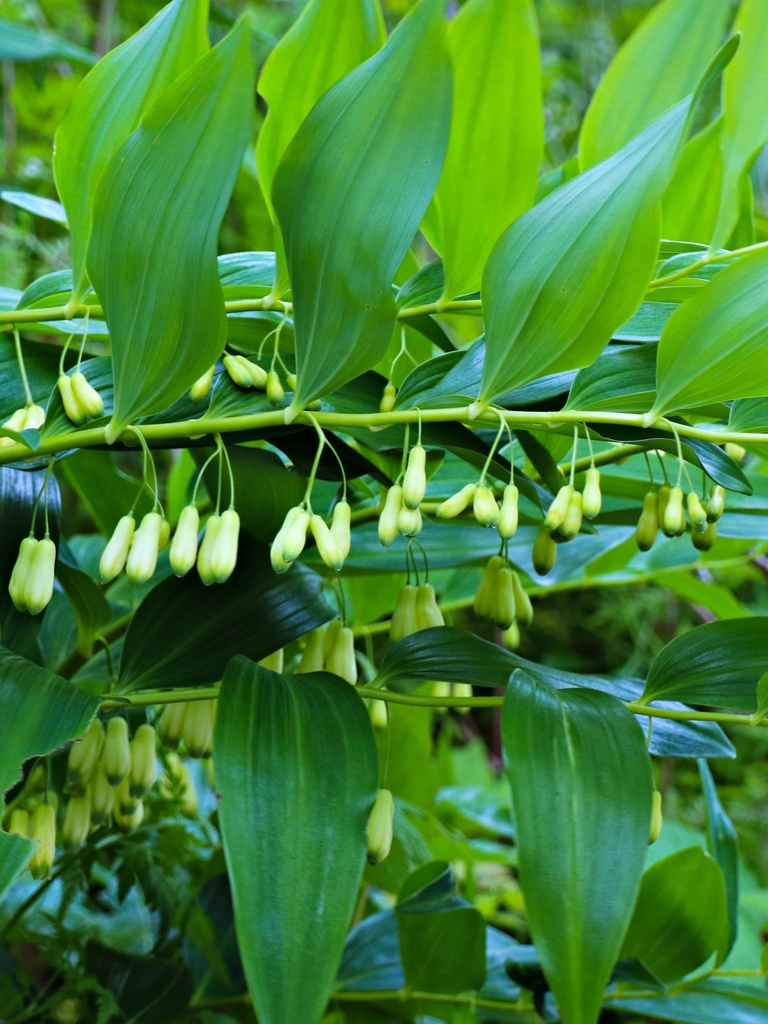 ソロモンシール