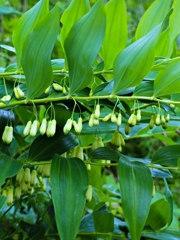 ソロモンシール