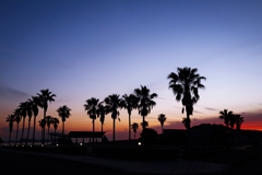 フェニックスのシルエット