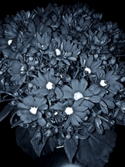 赤外線の様なモノクロ