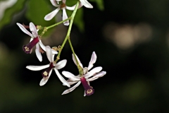 栴檀の花