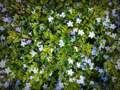 ハクチョウゲ（白丁花）