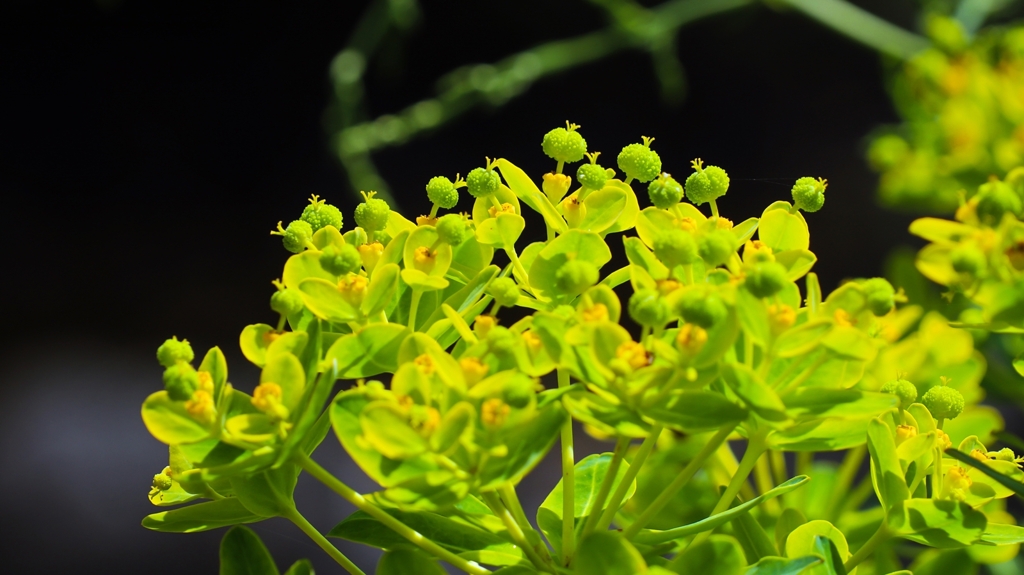 トウダイグサ.2