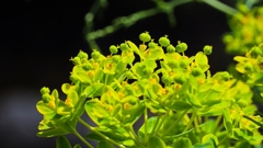 トウダイグサ.2